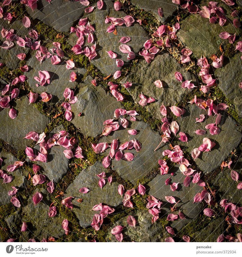 blütenregen Natur Pflanze Erde Frühling Sommer Blüte Stein Zeichen Gefühle Stimmung Regenwasser Blütenblatt Kopfsteinpflaster Vergänglichkeit Vielfältig Zufall