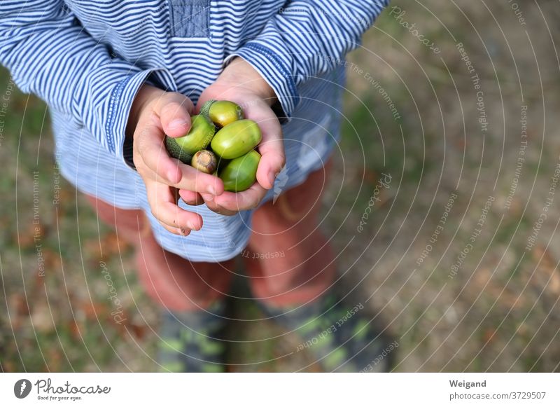 Eicheln in der Hand eines Kindes Kindheit Ferien & Urlaub & Reisen Wald sammeln Natur Kindheitserinnerung Kindheit,"