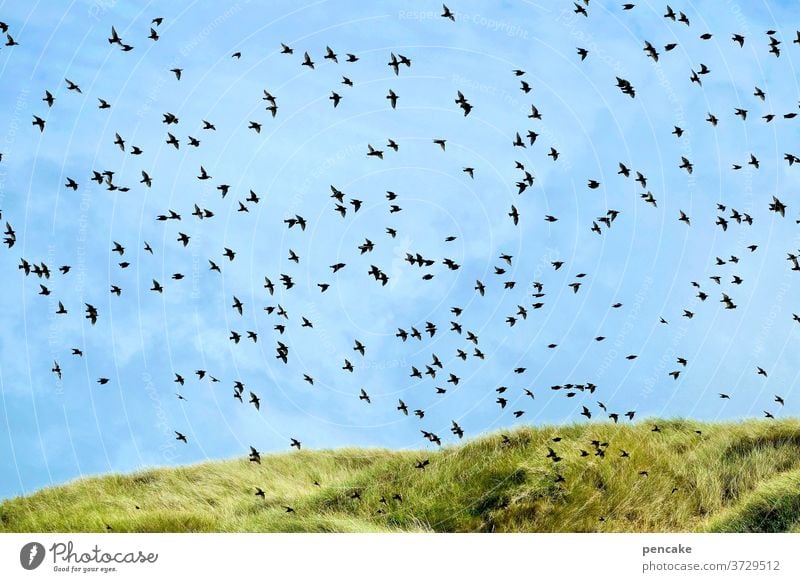 dansommer II Dünen Dünengras Strandhafer Sommer Himmel blau vogel Schwarm Landschaft Urlaub Nordsee Ferien & Urlaub & Reisen Nordseeküste Erholung Natur