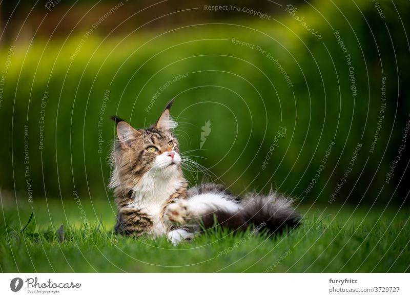 Tabby Maine Coon Katze im grünen Garten maine coon katze Langhaarige Katze Rassekatze Haustiere weiß im Freien Vorder- oder Hinterhof Natur Rasen Wiese Gras