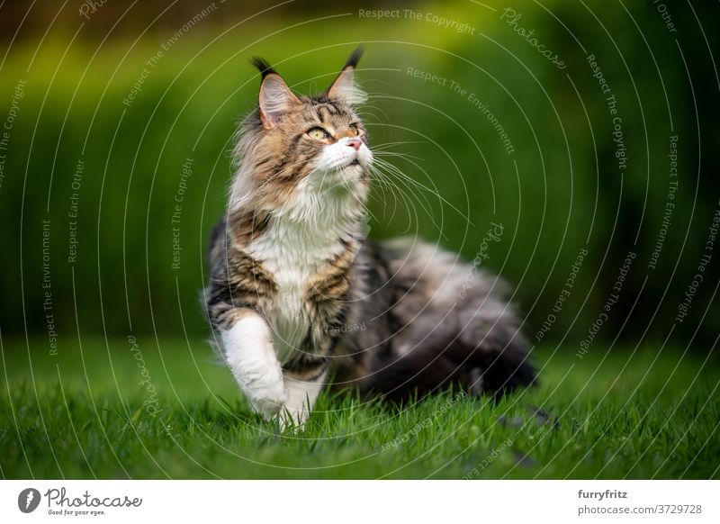 Tabby Maine Coon Katze im grünen Garten maine coon katze Langhaarige Katze Rassekatze Haustiere weiß im Freien Vorder- oder Hinterhof Natur Rasen Wiese Gras