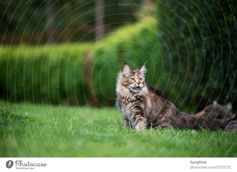 Maine Waschbär Katze im grünen Garten maine coon katze Langhaarige Katze Rassekatze Haustiere Schildpattkatze im Freien Vorder- oder Hinterhof Natur Rasen Wiese