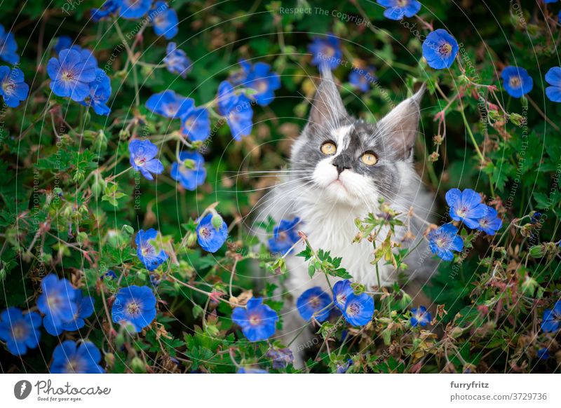 maine coon Kätzchen in zwischen Blumen Katze maine coon katze Langhaarige Katze Rassekatze Haustiere weiß torbie im Freien Vorder- oder Hinterhof Garten grün