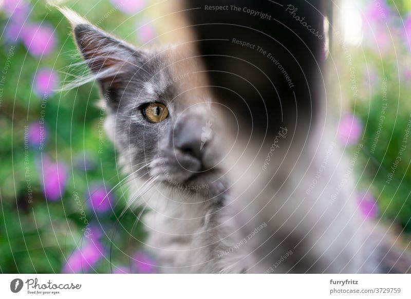 schwarzer Rauch maine coon Kätzchen Porträt Katze maine coon katze Langhaarige Katze Rassekatze Haustiere Blauer Rauch im Freien Vorder- oder Hinterhof Garten