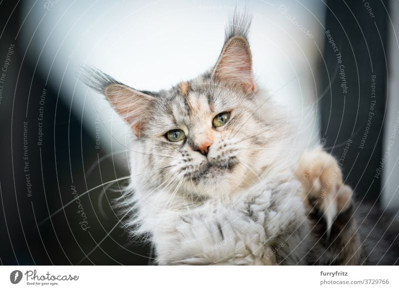 Maine Coon Katze spielen Erhöhung Pfote maine coon katze Langhaarige Katze Rassekatze Haustiere im Freien Fell katzenhaft fluffig Kätzchen niedlich bezaubernd