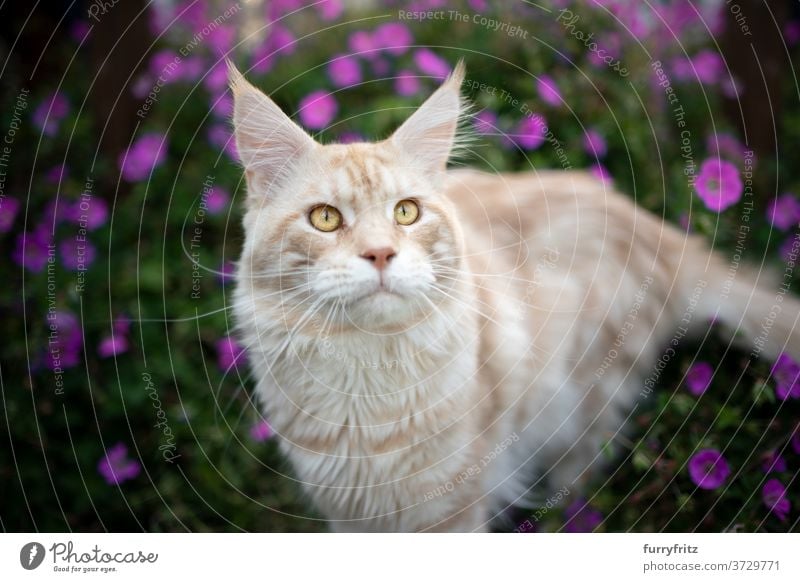 maine coon Katze Porträt im Freien maine coon katze Langhaarige Katze Rassekatze Haustiere Vorder- oder Hinterhof Garten grün Natur Blume Blütezeit Pflanzen