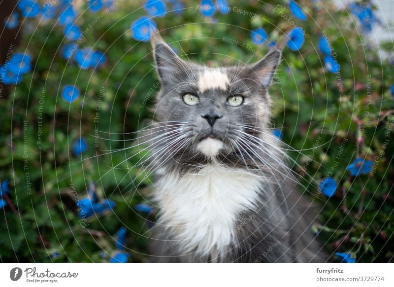 maine coon Katze Porträt mit Blumen maine coon katze Langhaarige Katze Rassekatze Haustiere torbie blau im Freien Vorder- oder Hinterhof Garten grün Natur