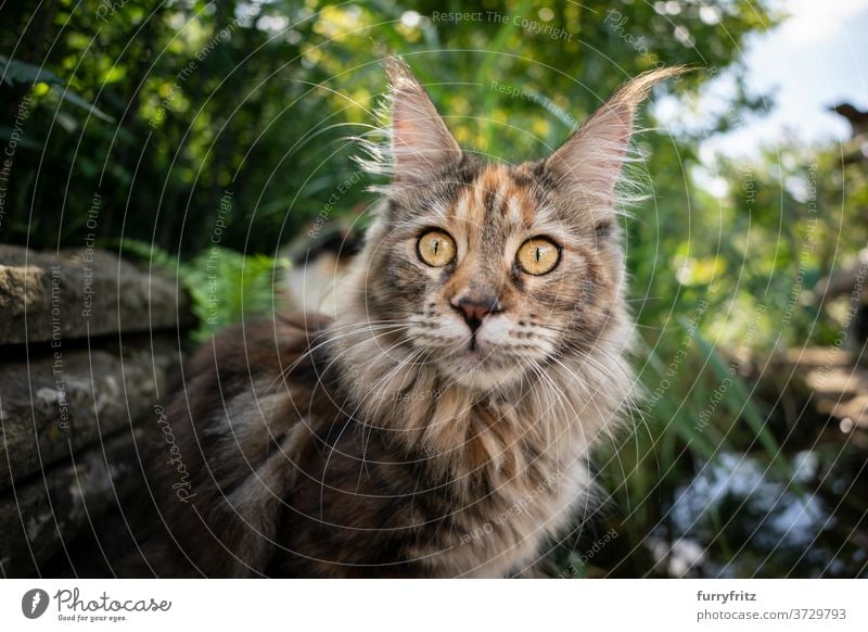 Maine Waschbär Katze neben dem Teich maine coon katze Langhaarige Katze Rassekatze Haustiere Schildpattkatze Kattun im Freien Vorder- oder Hinterhof Garten grün