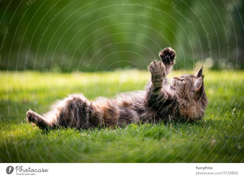 Maine Coon Katze spielt auf Rasen maine coon katze Langhaarige Katze Rassekatze Haustiere Schildpattkatze Kattun Tabby im Freien Vorder- oder Hinterhof Garten