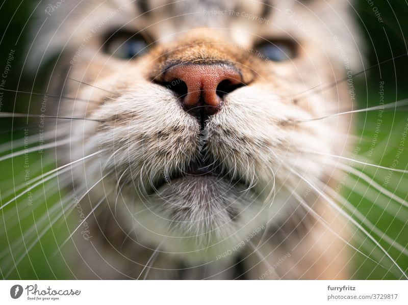 maine coon cat Mund und Nase Katze maine coon katze Langhaarige Katze Rassekatze Haustiere Tabby im Freien Vorder- oder Hinterhof Garten grün Natur Fell