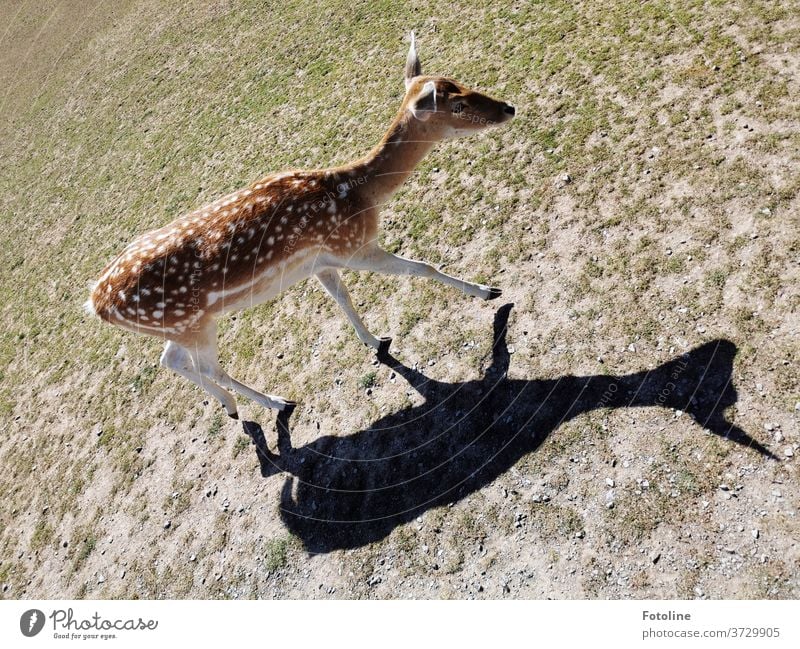 Dammwild wird vom eigenen Schatten gestalkt Wild Wildtier Tier Natur Farbfoto Außenaufnahme 1 Tag Umwelt Menschenleer natürlich Pflanze Gras grün Wiese braun