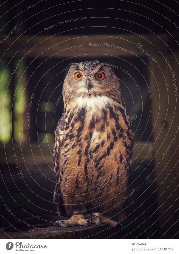 eule Eulenvögel Eulenaugen vogel blick tier nachtaktiv Blickkontakt Jäger Raubtier Schnabel Tierwelt Gefieder