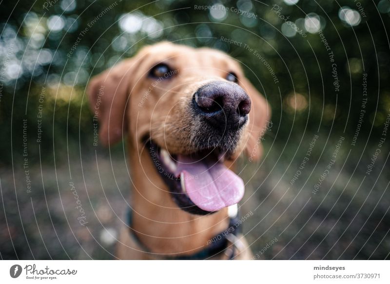 Labradorschnauze mit Zunge Hund Hundefotografie Schnauze Hecheln Nase Weitwinkel Bokeh Haustier Farbfoto Schwache Tiefenschärfe Tierporträt Hundekopf