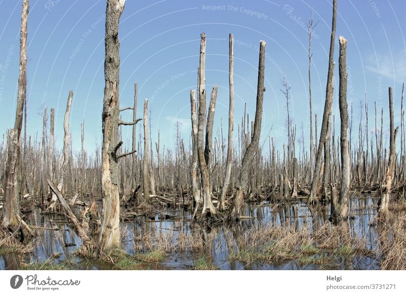 abgestorbene Bäume im Moor von Anklam Moorsee bizarr Anklamer Torfmoor Sumpf Natur Außenaufnahme Landschaft Farbfoto Menschenleer Umwelt Wasser Baum Pflanze