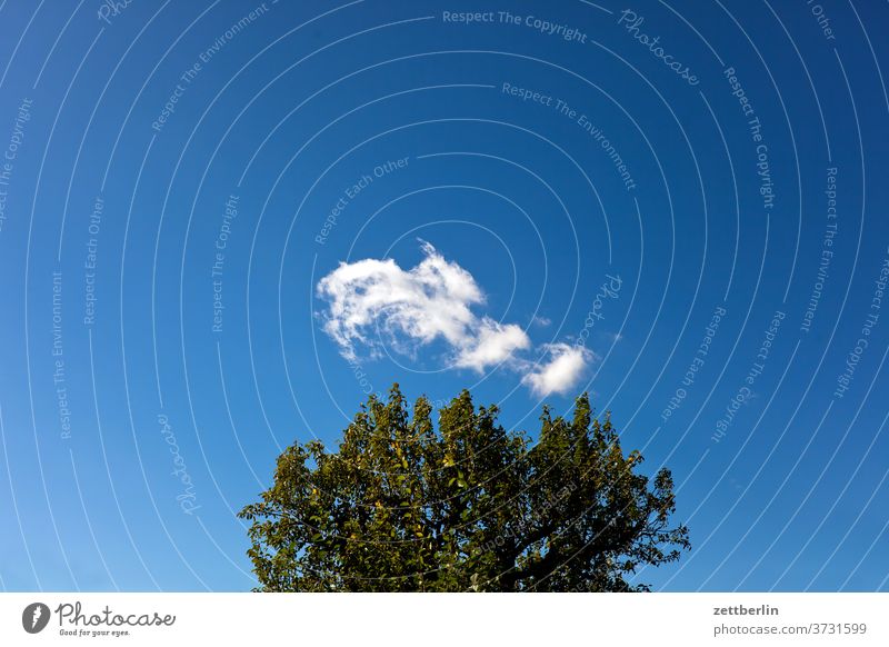 Wolke über dem Birnbaum ast erholung ferien garten himmel kleingarten kleingartenkolonie menschenleer natur pflanze ruhe schrebergarten sommer stamm strauch