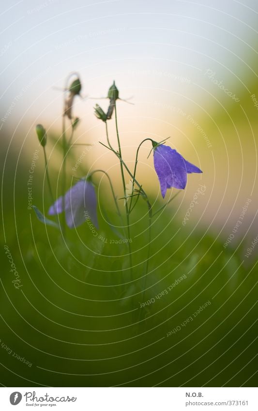 Aus dem weichen Grün Natur Pflanze Wassertropfen Himmel Sommer Blume Sträucher Park Blühend Wachstum ästhetisch nass blau grün Kraft Lebensfreude Glockenblume