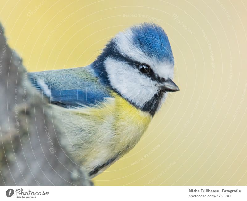 Blaumeise Porträt Cyanistes caeruleus Meisen Kopf Auge Schnabel Flügel Feder gefiedert Vogel Tiergesicht Wildtier Sonnenlicht Baum Baumstamm Schönes Wetter