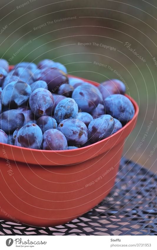 Vorfreude | Zwetschgen zum Abnehmen Pflaumen Zwetschen Obst Früchte Sommerfrüchte gesund Gartenobst Kernobst Obsternte Sommerobst unbehandelt frisches Obst