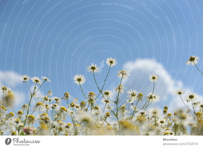 Kamille kamille bl Blume Pflanze gelb Natur Sommer weiß Blüte Heilpflanzen Menschenleer Außenaufnahme schön Blühend Frühling Wiese Duft Tag grün Umwelt