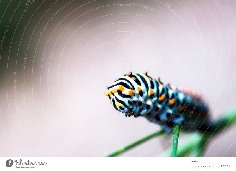 Vorfreude | Rüebliraupe auf dem Vormarsch und wird bald zum Schwalbenschwanz Schwalbenschwanzraupe Raupe Papilionidae Wildtier Tier Bunt Insekten fressen grün