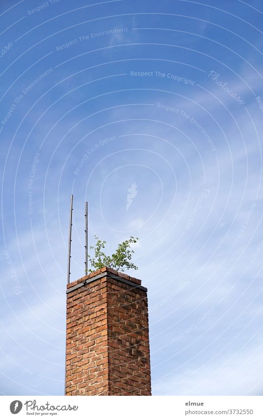 Die Natur hat sich den stillgelegten Schornstein aus roten Ziegeln zurückerobert - nun ragt er, geschmückt mit einer grünen Pflanze, in den blauen Himmel Esse