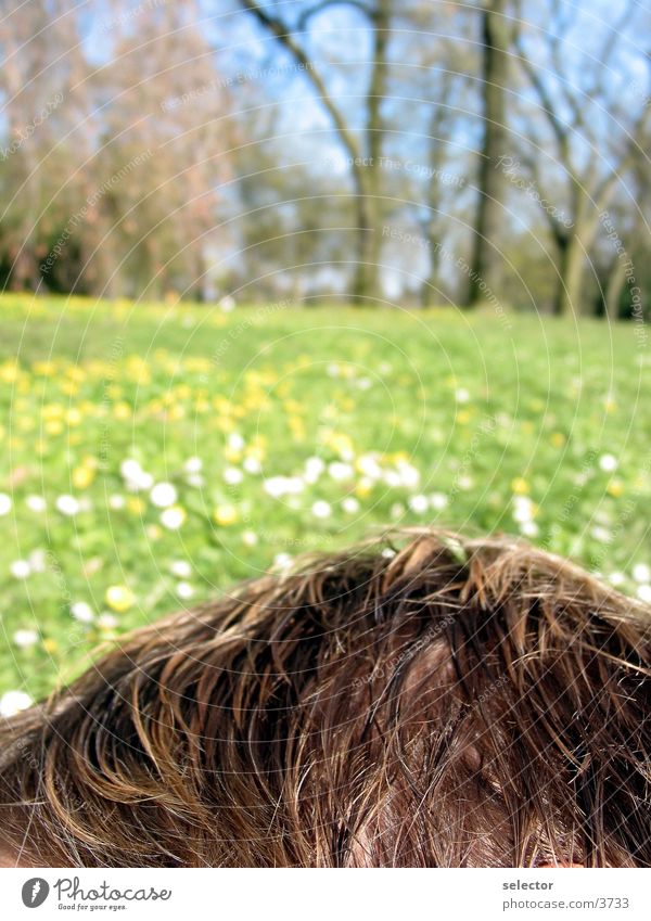 frühling Wiese Natur