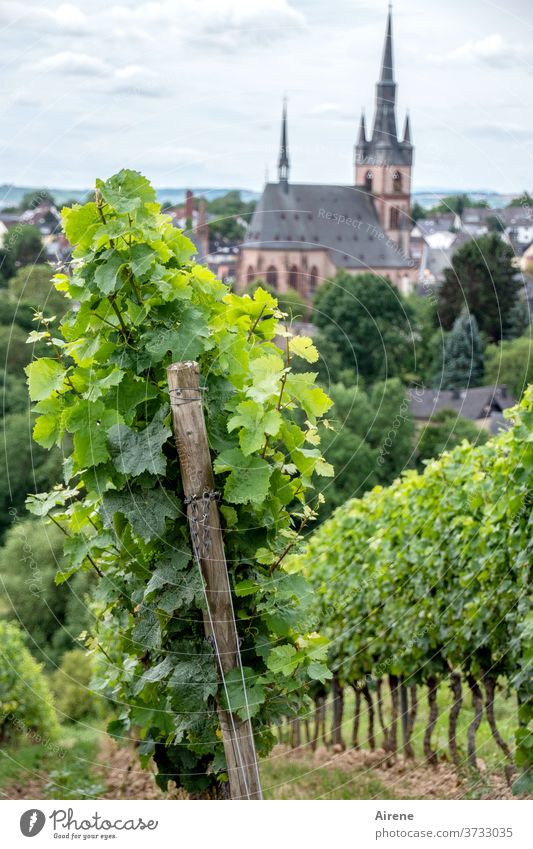 Nahrung für Körper und Seele Wein Pflanze Weinbau Weinberg Winzer Landwirtschaft Weintrauben hellgrün lichtvoll Lebensfreude Kirche Dorf Weinstock Frucht