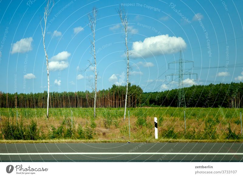 Drei Birken an der Autobahn plus Strommast straße autobahn verkehr reise tourismus individualverkehr seitenstreifen landschaft wald feld landwirtschaft baum