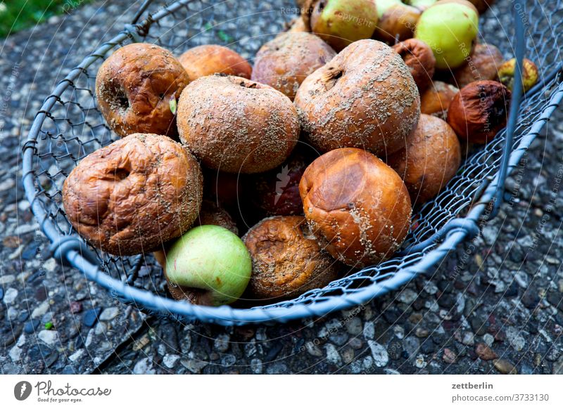 Faule Äpfel im Korb garten kleingarten kleingartenkolonie menschenleer natur schrebergarten sommer textfreiraum tiefenschärfe apfel korb ernte vitamine faul