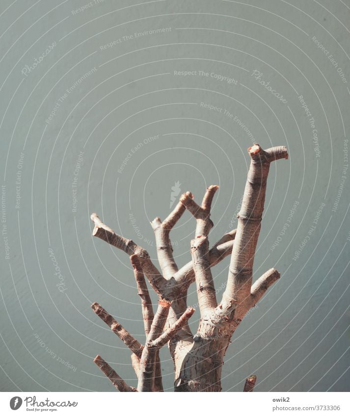 Namibia Baum Stamm Affenbrotbaum Wand Balkon Textfreiraum oben Textfreiraum links kahl Außenaufnahme Menschenleer Farbfoto Mauer Fassade Gedeckte Farben Pflanze