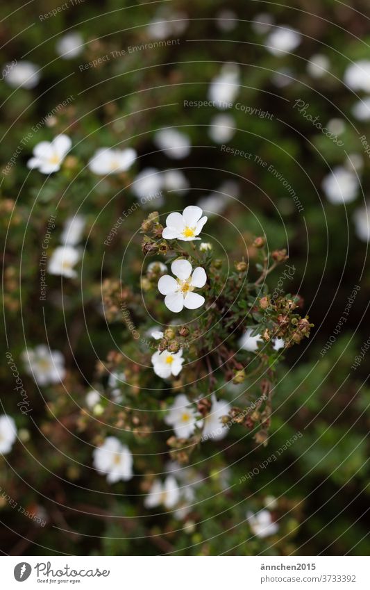 helle Blüten auf einer Pflanze der Hintergrund ist dunkelgrün Natur Herbst Sommer Frühling blühend Farbfoto Blume Menschenleer Außenaufnahme Garten Blatt Wiese