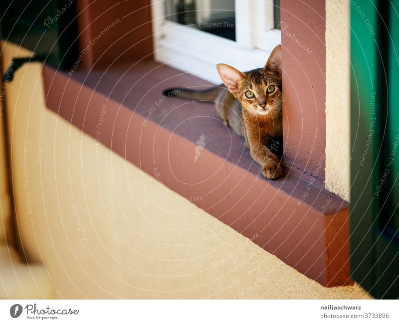 Am Fenster Katze Fensterladen Abessinier Abessinier Katze Farbfoto Blick nach vorn weich friedlich Tiergesicht Tierjunges Tierliebe Haustier Zufriedenheit