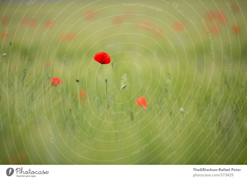 Mohn Umwelt Natur Pflanze mehrfarbig gelb grün rot Korn Kornfeld Feld Mohnfeld Mohnkapsel Mohnblatt Stimmungsbild Ferne beruhigend ästhetisch Farbfoto