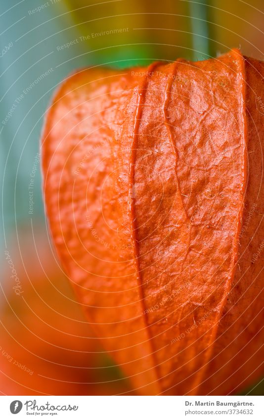 Physalis alkekengi, Blasenkirsche oder Judenkirsche Lampionblume Frucht Solanaceae ausdauernd Staude Nachschattengewächse orange-farbig