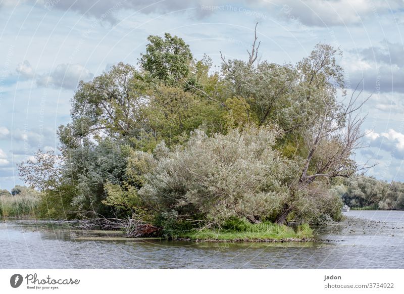 reif für die insel. Baum Büsche Natur Bäume Landschaft grün Umwelt Sommer Pflanze Menschenleer Himmel natürlich Schönes Wetter Wolken Fluss Abzweigung Farbfoto