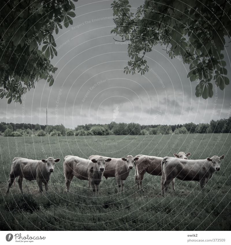 Die halbstarken Fünf Umwelt Natur Landschaft Pflanze Tier Himmel Wolken Horizont Klima Schönes Wetter Baum Gras Kastanienbaum Laubbaum Zweige u. Äste Wiese Feld