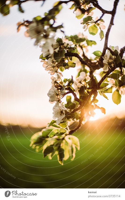 Obstbaumblüten im Gegenlicht am Abend Blüte Kirschblüte Apfelblüte blühen Licht Sonnenlicht Sonnenuntergang grün weiß Frühling hell schön warm weich Kirschbaum