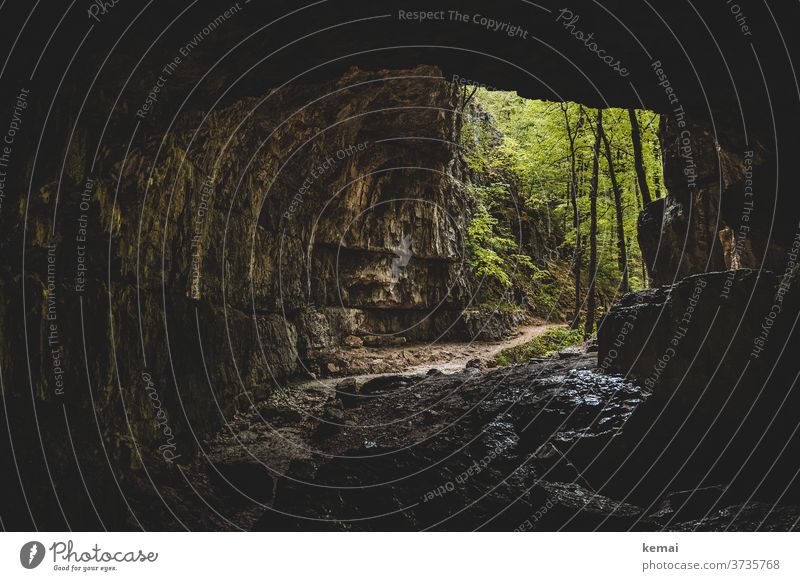 Blick aus einer Höhle Falkensteiner Höhle Schwäbische Alb Ausgang Eingang Höhleneingang dunkel düster grün Baum Wald Stein Licht Menschenleer Außenaufnahme