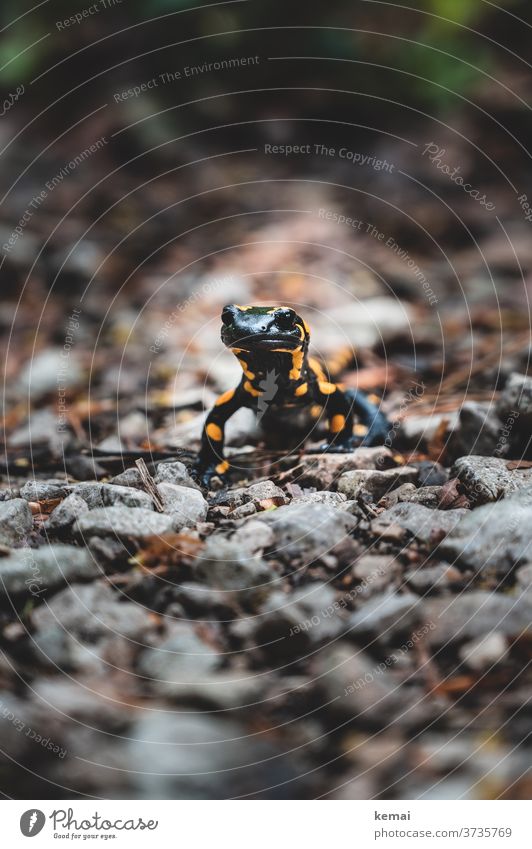 Feuersalamander Salamander Stein Boden unten schauen sitzen Blick in die Kamera Froschperspektive schwarz gelb Tier Tierporträt Schwache Tiefenschärfe Natur