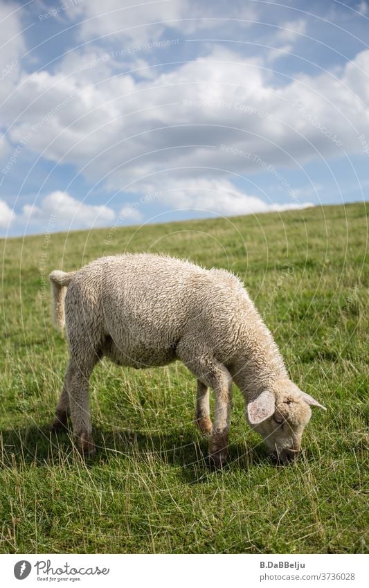 Das niedliche ostfriesische Deichlamm betreibt den ganzen Tag durch seine Beweidung Küstenschutz. Ostfriesland Tier Schaf Nordsee Gras Wiese Landschaft Himmel