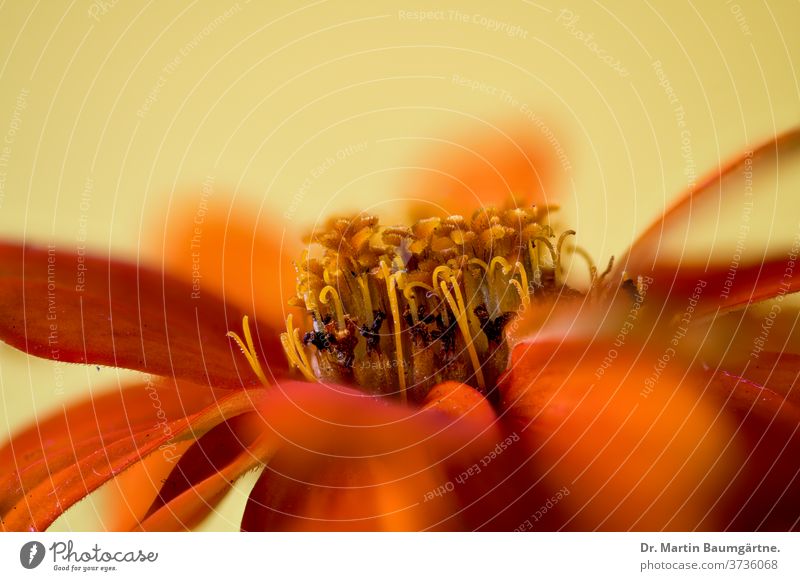 Zinnia-Hybride, oranger Stamm orangefarben Kulturvarietät Blume Auswahl Detailaufnahme Blütenkopf Verbundwerkstoffe Asteraceae