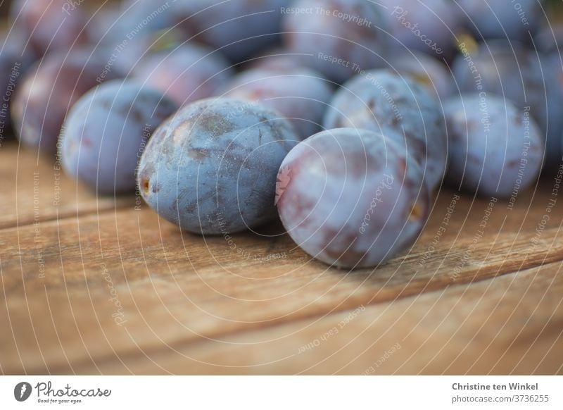 gerade geerntete Pflaumen / Zwetschgen liegen auf einem älteren Holztisch Hauszwetschge Ernte frisch eigene Ernte Garten Holzuntergrund Frucht reif Natur Obst