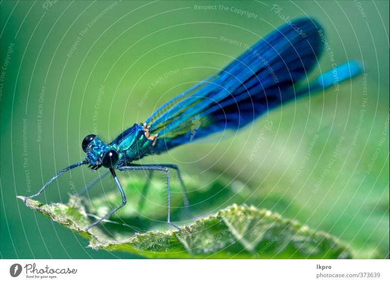 Vorderseite der wilden schwarzen blauen Libelle Koenagrion Pue Sommer Garten Natur Pflanze Blatt Weiche Pfote Linie Tropfen braun gelb grau grün weiß Farbe