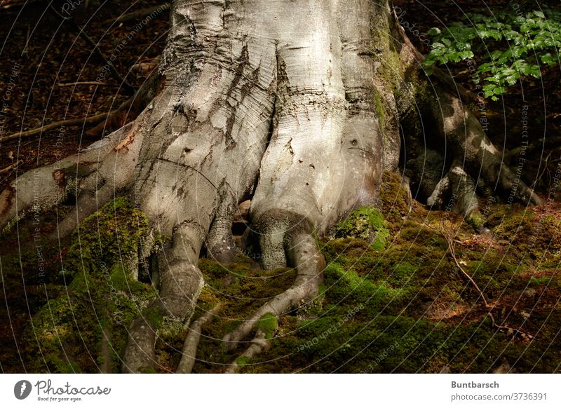 Wurzel einer großen Buche Moos Blätter Baum Laubbaum mächtig Natur Umwelt Blatt Wald Pflanze Außenaufnahme Buchenwald Baumstamm Farbfoto Landschaft Tag