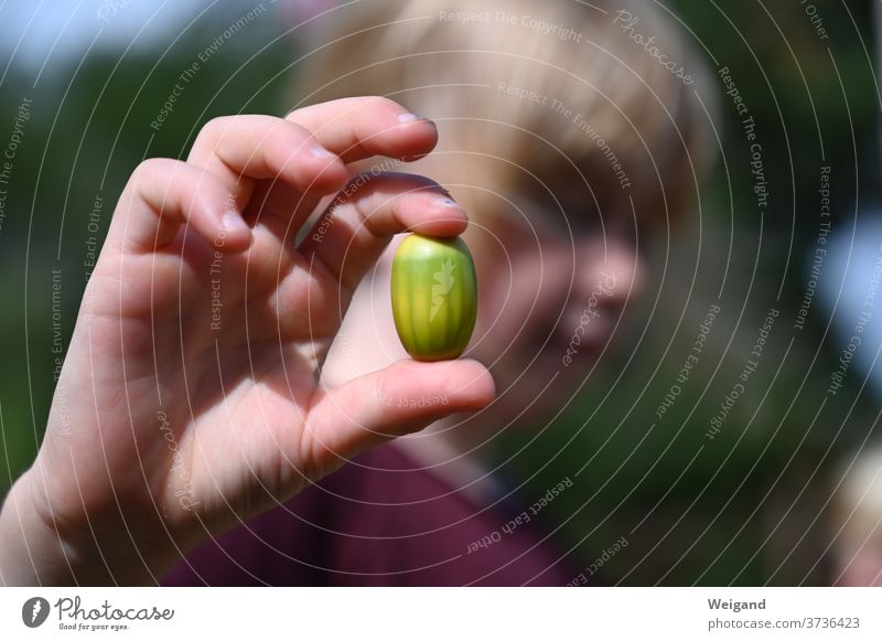 Mädchen mit Eichel im Herbst sammeln kindheit Wald Kindheit Natur Außenaufnahme Farbfoto Mensch Blatt Schwache Tiefenschärfe Kindererziehung 3-8 Jahre wandern