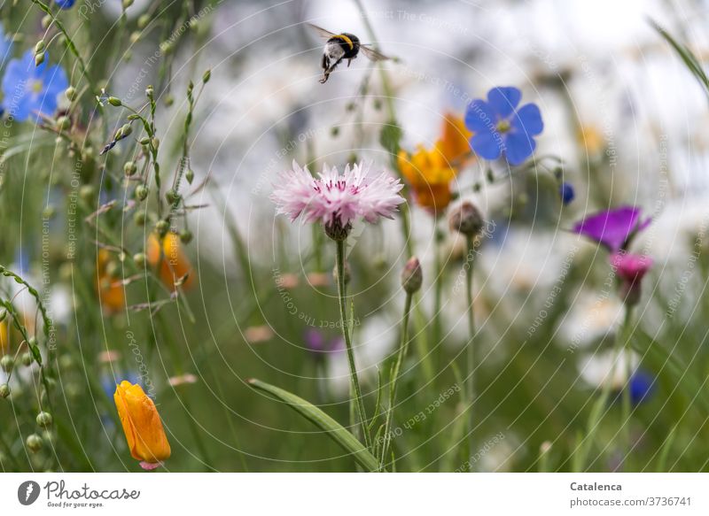 Von einem Blümchen zum nächsten, die Hummel auf der Blumenwiese Natur Flora Fauna Pflanze Wiesenblumen Kornblume Leinen FlachsMohn Kalifornischer Mohn Blüten