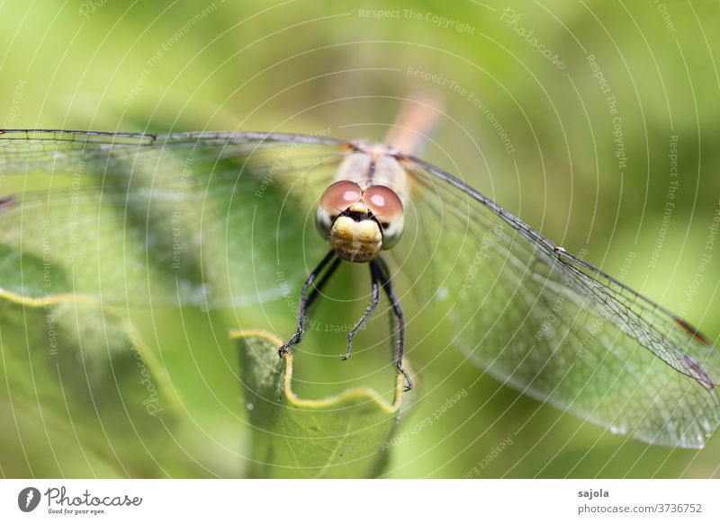 Libelle im Blick Insekt Makroaufnahme Tier Farbfoto Natur Außenaufnahme Tag Nahaufnahme Sommer sitzen Wildtier 1 Menschenleer Tierporträt Schwache Tiefenschärfe