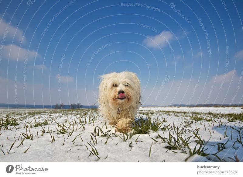 Hund in einer Winterlandschaft Landschaft Tier Himmel Wolken Schnee Feld langhaarig Haustier Fell 1 gehen frech nass blau grün weiß Tierliebe Freude