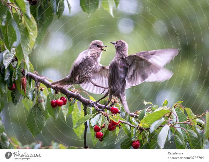 Dynamisch nicht gut Kirschen essen Grau Fauna Flora Natur beobachten fressen sitzen Frühling Baum Grün Rot Steinobst Kirschbaum Ast Pflanze Stare Vogel Tier