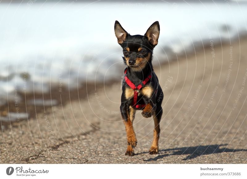 Junger Zwerg Pinscher bei lockeren Traben Tier Winter Schnee Feld Straße Haustier Hund 1 laufen rennen elegant klein niedlich grau rot schwarz weiß Kraft Treue